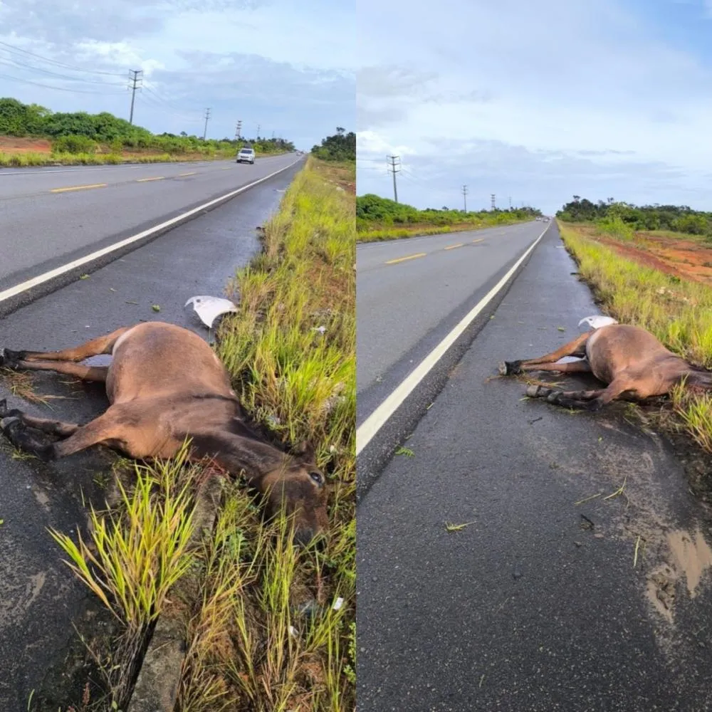 Cavalo morre atropelado na BA-530 e provoca novo acidente com carro na estrada da Cetrel