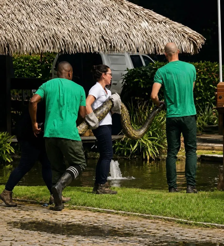 Cobra de grande porte é capturada em área de resort, em Praia do Forte