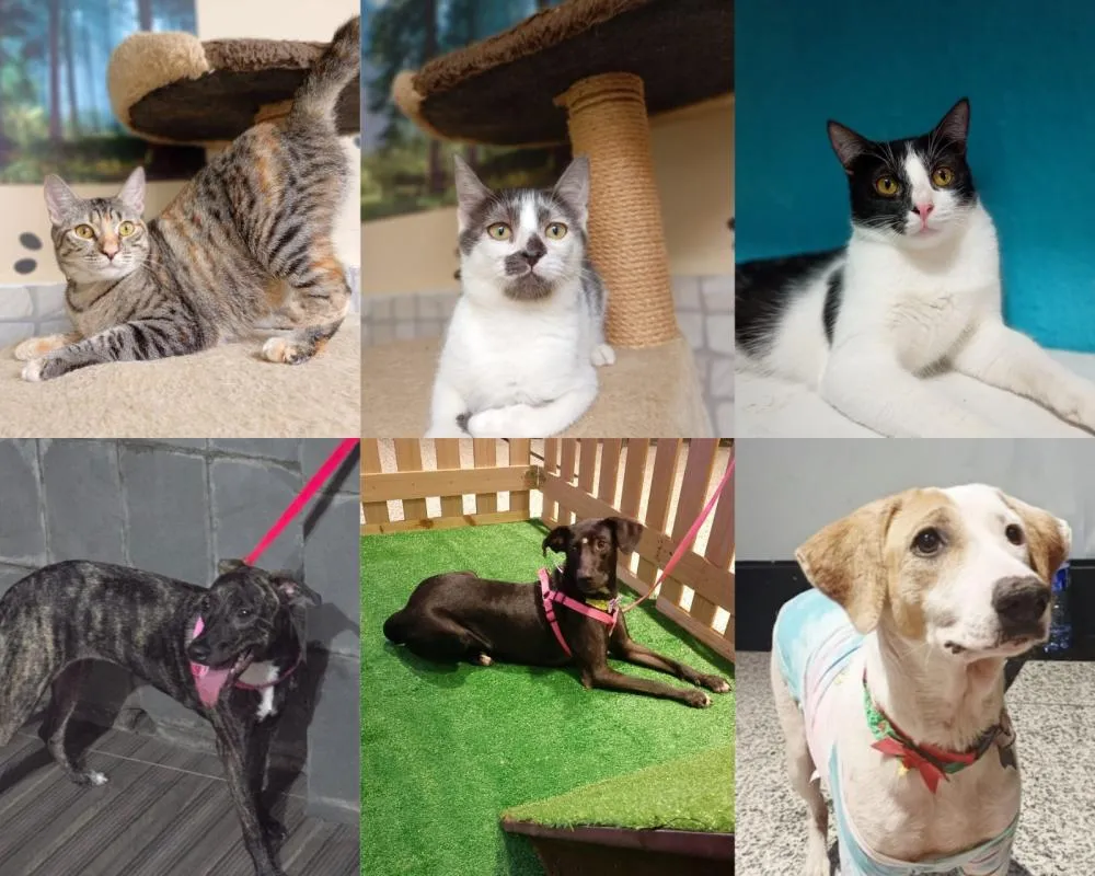 Evento de adoção responsável conecta pets resgatados a novas famílias em Lauro de Freitas