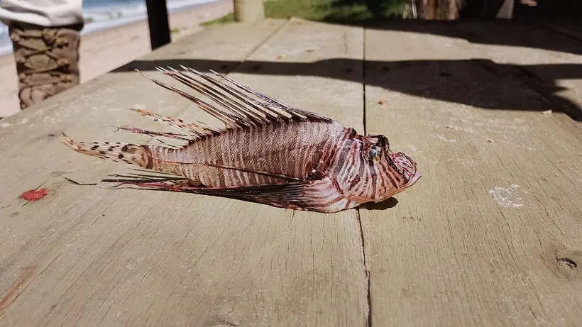 Peixe-leão é encontrado na praia de Ipitanga e acende alerta para banhistas e mergulhadores