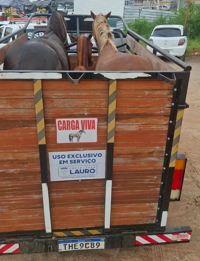 Prefeitura de Lauro de Freitas apreende cinco cavalos soltos na Avenida Santos Dumont