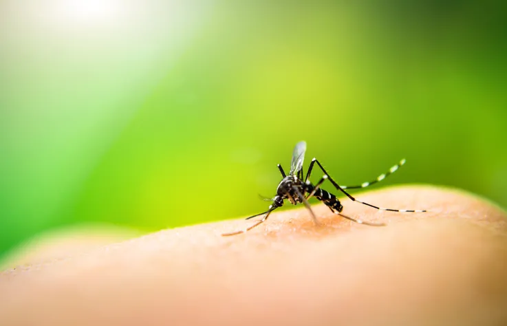 Vigilância Epidemiológica nega surto de dengue em Mata de São João