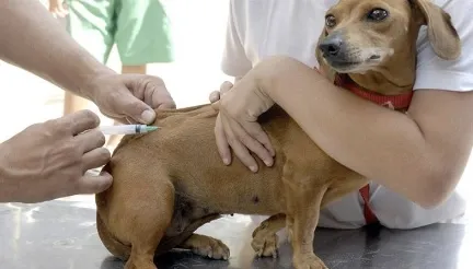 Dias d’Ávila inicia campanha de vacinação antirrábica para cães e gatos nesta segunda (20)