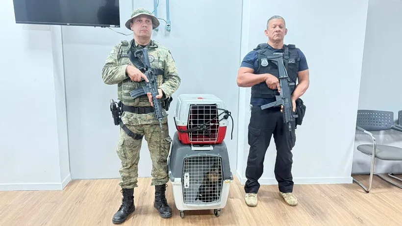 Polícias Civil e Militar prendem em flagrante homem que contrabandeava macacos-prego