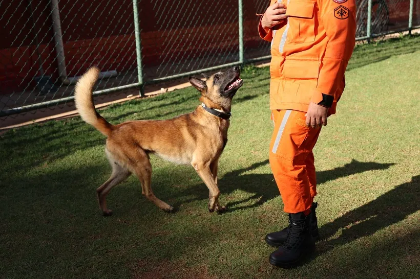 Rambo: cão do Corpo de Bombeiros da Bahia conquista duas certificações nacionais