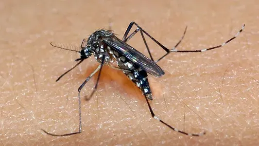 Pojuca reforça prevenção contra Chikungunya e orienta população sobre cuidados em casa