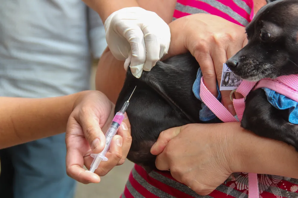 Dias d’Ávila realiza Dia D de vacinação antirrábica para cães e gatos neste sábado (29)