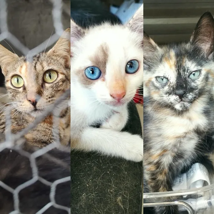 Associação promove adoção responsável de animais durante a Expo Mata