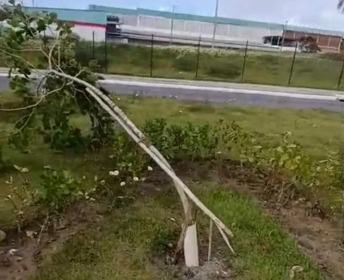 Árvores são danificadas em canteiro da Avenida Luiz Tarquínio Pontes, em Lauro de Freitas
