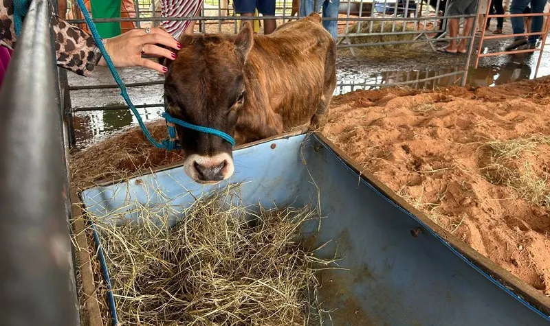 2ª ExpoMata reúne animais, produtores e atrações neste sábado (12) em Mata de São João