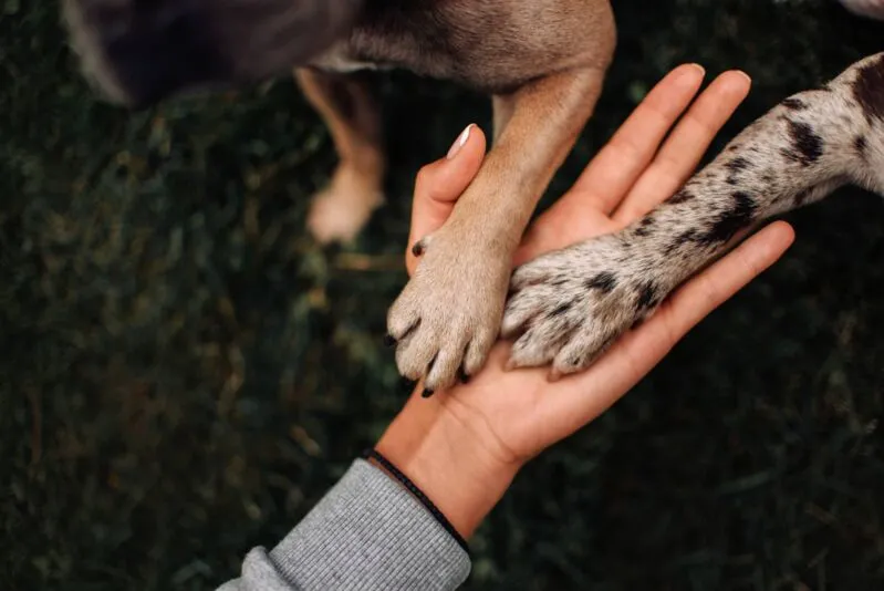 Campanha de proteção aos animais reforça combate aos maus-tratos em Pojuca